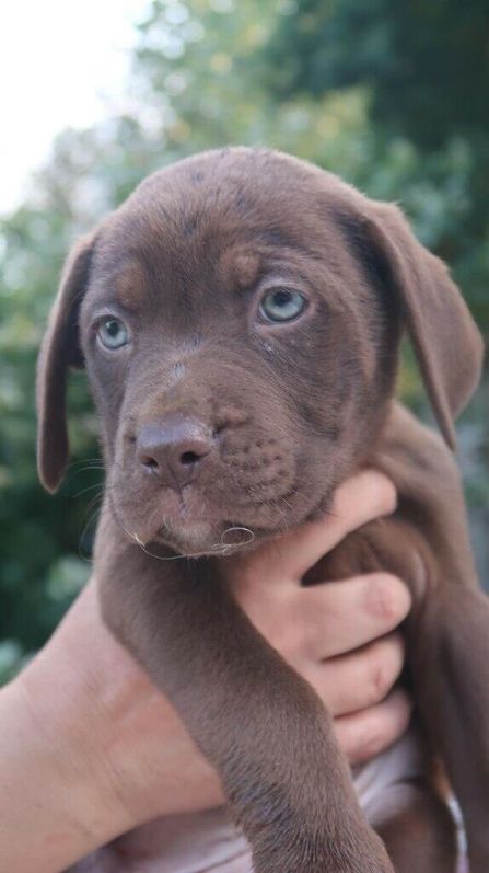 French Mastiff and Presa Canario Rottweiler Puppies for Sale (READY TO LEAVE) French Mastiff and Presa Canario Rottweiler Puppies for Sale (READY TO LEAVE) Animals