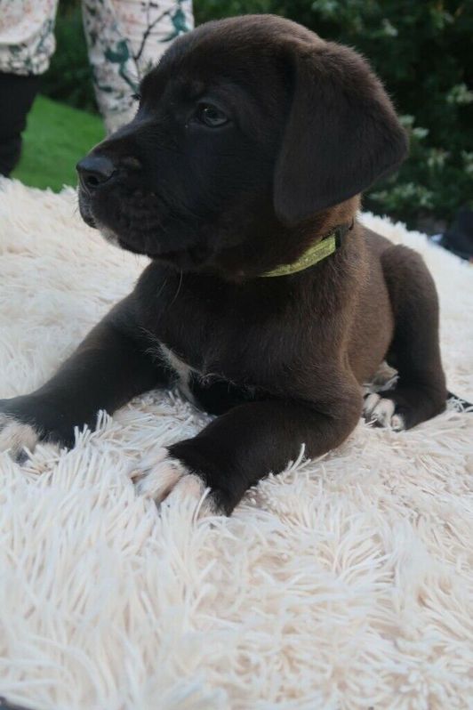 French Mastiff and Presa Canario Rottweiler Puppies for Sale (READY TO LEAVE) 2 French Mastiff and Presa Canario Rottweiler Puppies for Sale (READY TO LEAVE) Animals 2