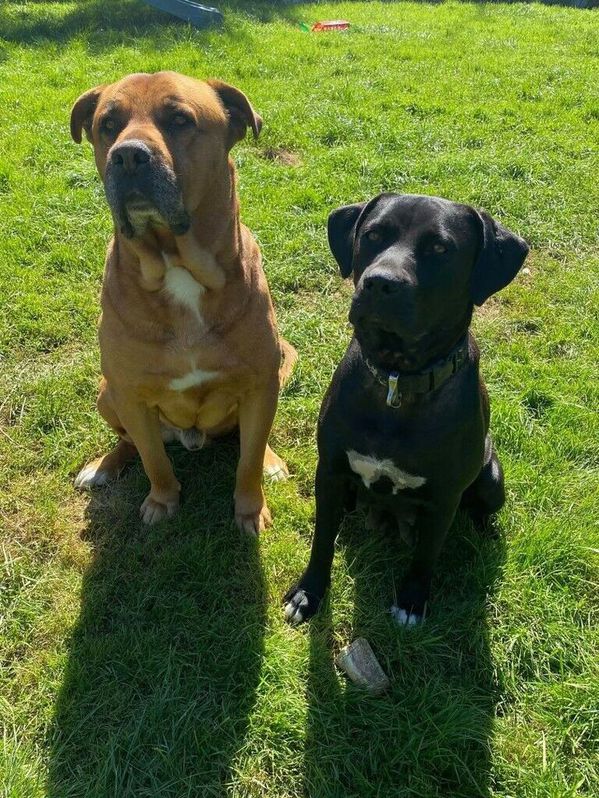 French Mastiff and Presa Canario Rottweiler Puppies for Sale (READY TO LEAVE) 4 French Mastiff and Presa Canario Rottweiler Puppies for Sale (READY TO LEAVE) Animals 4