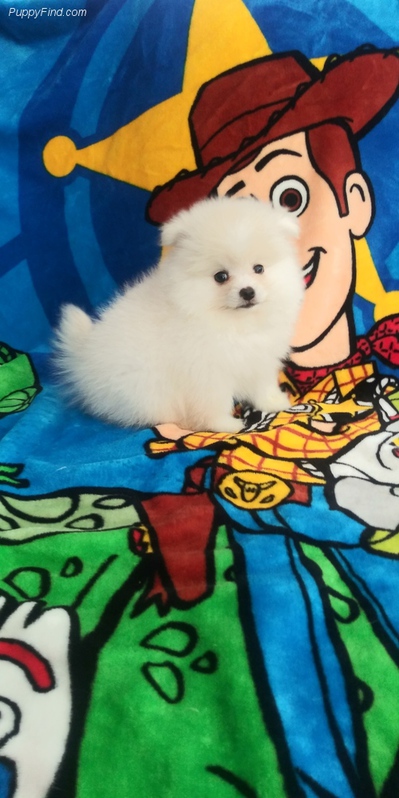 ~~Pretty* Pomeranian Puppies For Your Homes ~~Pretty* Pomeranian Puppies For Your Homes Animals