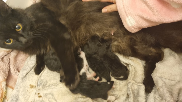 2 month old persain 3 2 month old persain Animals 3