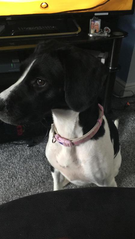 3 year spaniel bitch , been spade , had booster injections , no paper work though 2 3 year spaniel bitch , been spade , had booster injections , no paper work though Animals 2