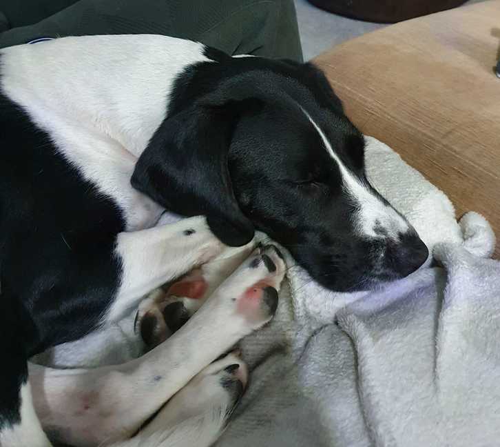 3 year spaniel bitch , been spade , had booster injections , no paper work though 3 3 year spaniel bitch , been spade , had booster injections , no paper work though Animals 3