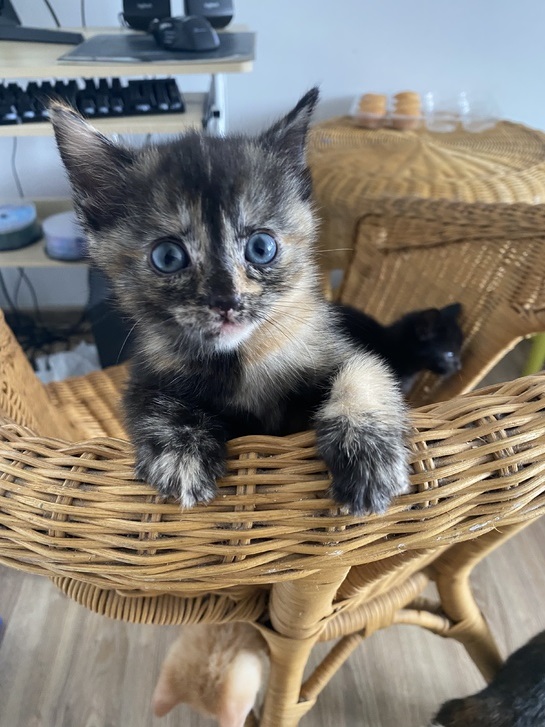 4 beautiful kittens 4 beautiful kittens Animals