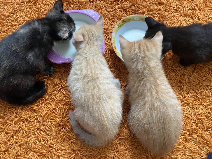 4 beautiful kittens 2 4 beautiful kittens Animals 2