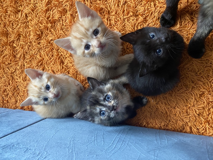 4 beautiful kittens 3 4 beautiful kittens Animals 3
