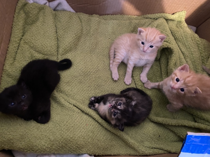 4 beautiful kittens Animals 4