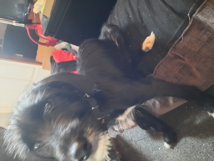 5 months old puppy 5 months old puppy Animals