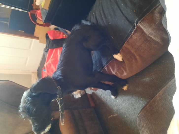 5 months old puppy 2 5 months old puppy Animals 2