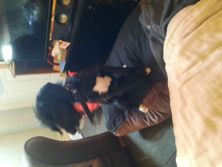 5 months old puppy 4 5 months old puppy Animals 4