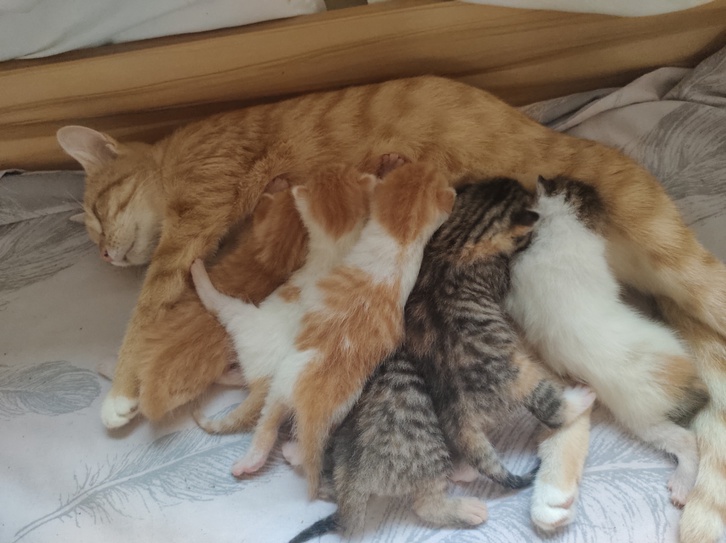 6 beautiful cute kittens 2 6 beautiful cute kittens Animals 2