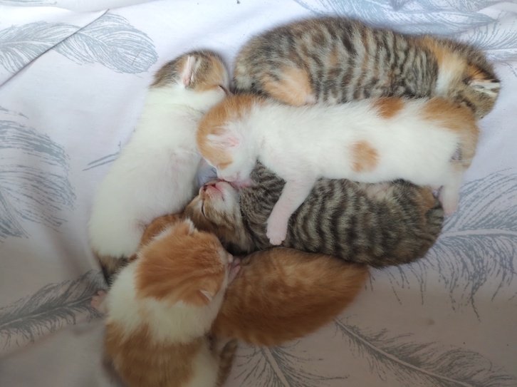6 beautiful cute kittens Animals 3
