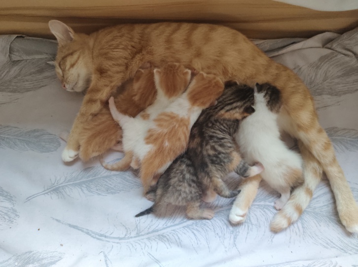 6 beautiful cute kittens 4 6 beautiful cute kittens Animals 4