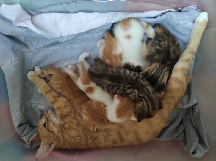 6 beautiful cute kittens 6 beautiful cute kittens Animals