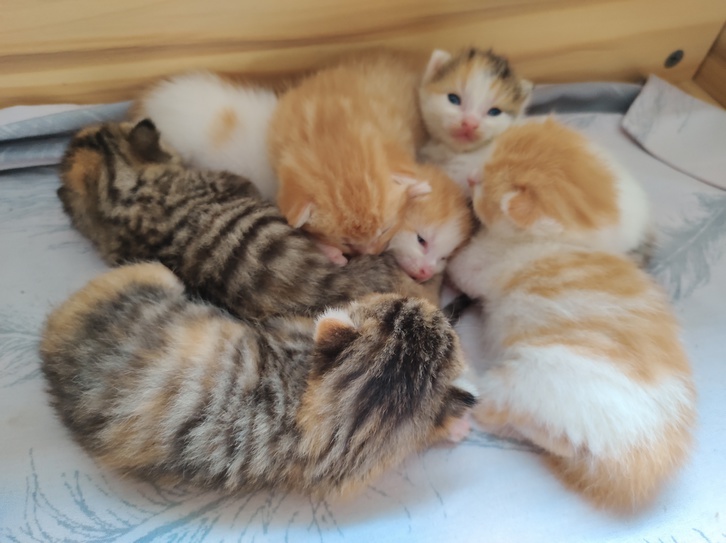 6 beautiful cute kittens Animals 2