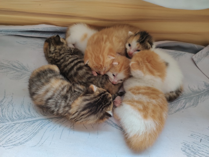 6 beautiful cute kittens Animals 4