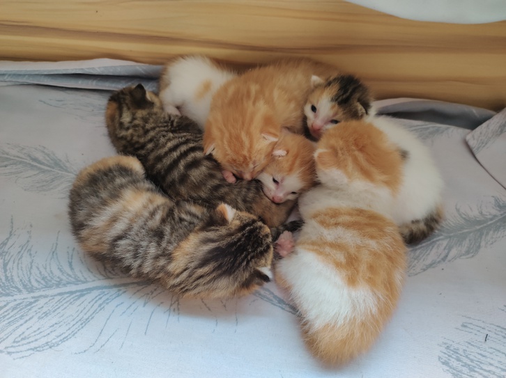 6 beautiful cute kittens 4 6 beautiful cute kittens Animals 4