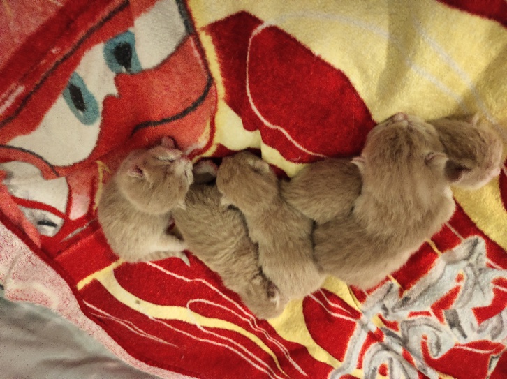 6 beautiful cute kittens Animals