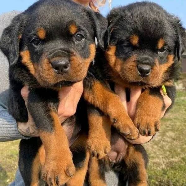 Adorable Rottweiler Puppies Animals