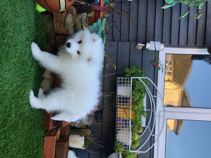 Adorable Snow White Pomeranian Puppies Ready Now ( WhatsApp 07862546249) Adorable Snow White Pomeranian Puppies Ready Now ( WhatsApp 07862546249) Animals