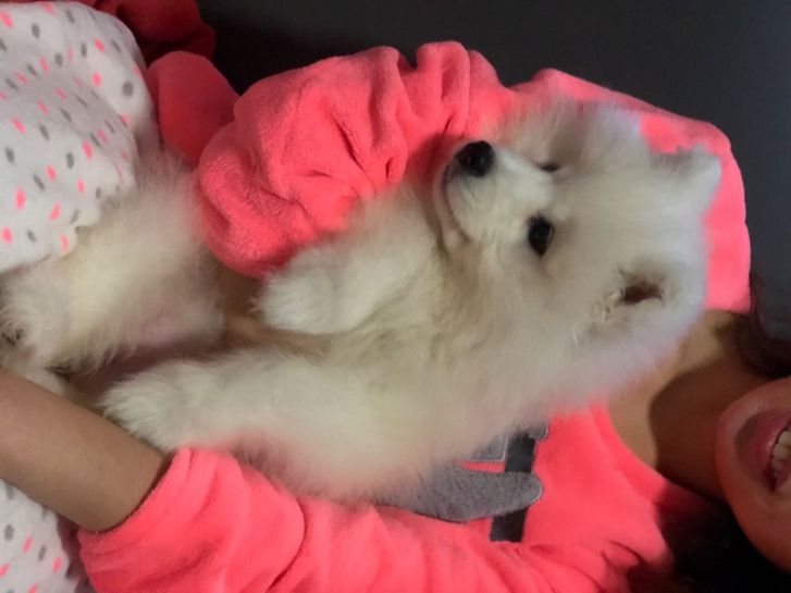 Adorable Snow White Pomeranian Puppies Ready Now ( WhatsApp 07862546249) 2 Adorable Snow White Pomeranian Puppies Ready Now ( WhatsApp 07862546249) Animals 2
