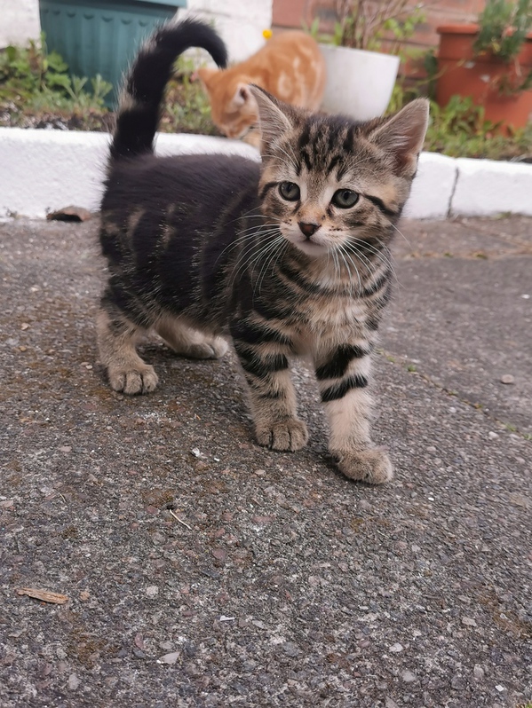 Adorable kittens looking for a new family Adorable kittens looking for a new family Animals