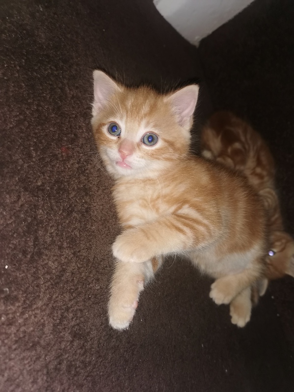 Adorable kittens looking for a new family 2 Adorable kittens looking for a new family Animals 2
