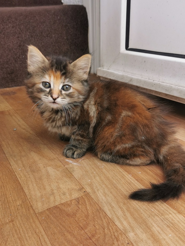 Adorable kittens looking for a new family 3 Adorable kittens looking for a new family Animals 3