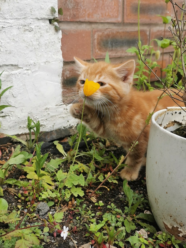 Adorable kittens looking for a new family 4 Adorable kittens looking for a new family Animals 4