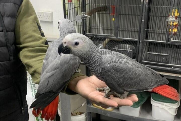 African Grey Congo Grey parrots hand tamed Talking birds Psittacus erithacus Animals