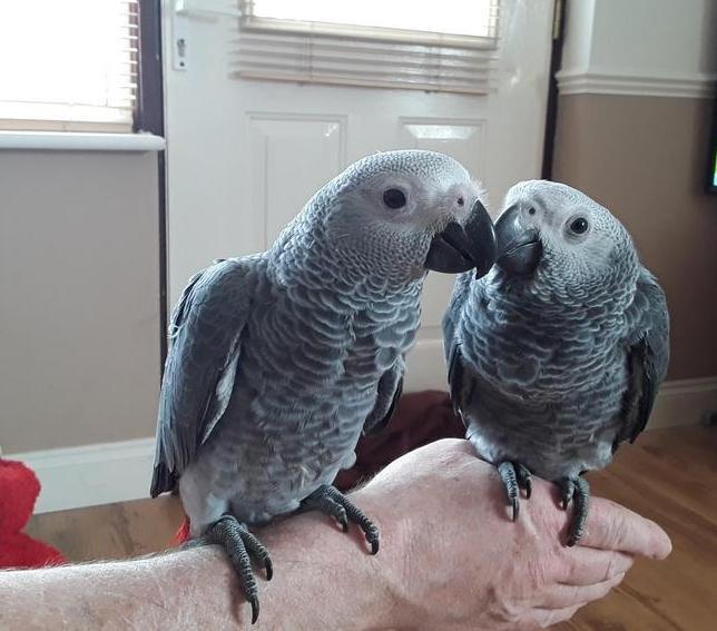 African Grey Congo Grey parrots hand tamed Talking birds Psittacus erithacus Animals 2