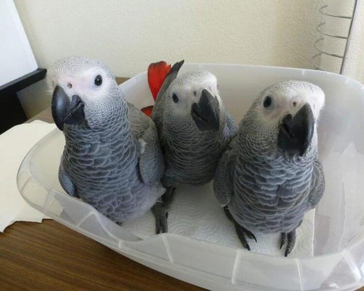 African Grey Congo Grey parrots hand tamed Talking birds Psittacus erithacus Animals 3