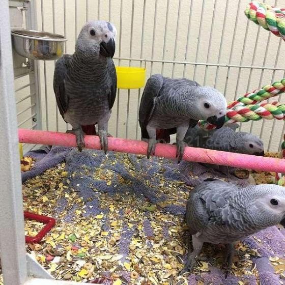 African Grey Congo Grey parrots hand tamed Talking birds Psittacus erithacus Animals 4