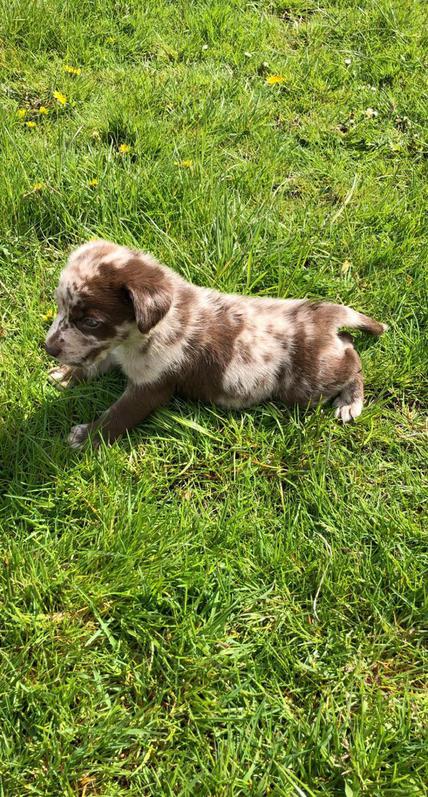 Aussidor puppies Aussidor puppies Animals