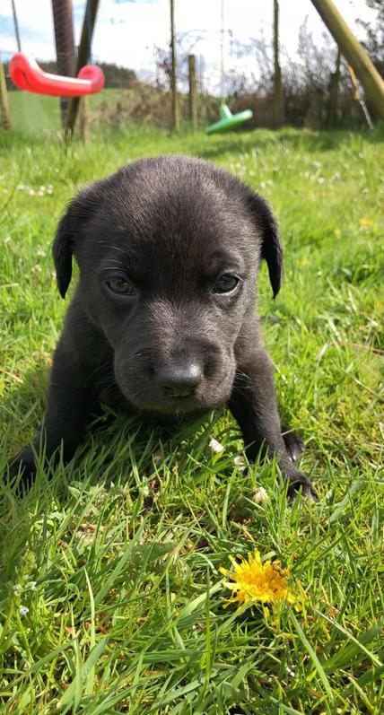 Aussidor puppies 2 Aussidor puppies Animals 2
