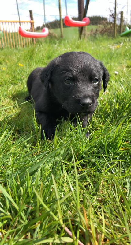 Aussidor puppies 3 Aussidor puppies Animals 3