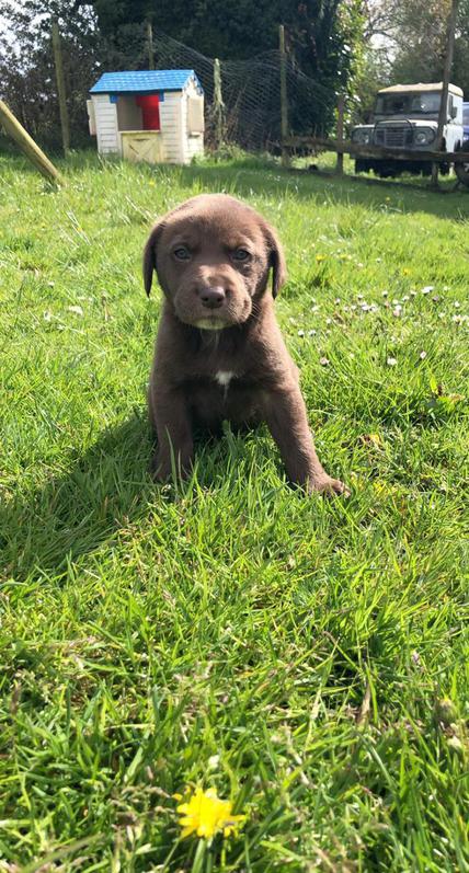 Aussidor puppies 4 Aussidor puppies Animals 4