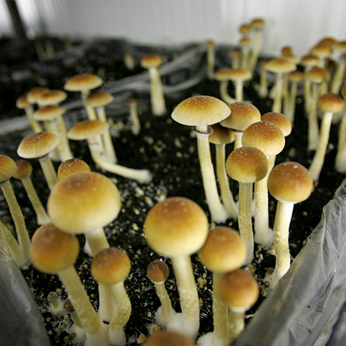 BUY BIG MEXICAN SHROOMS(3GRAMS) ONLINE Other