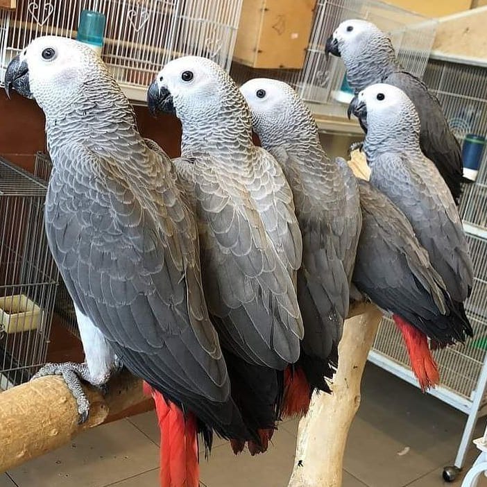 Baby African Grey Parrots Animals
