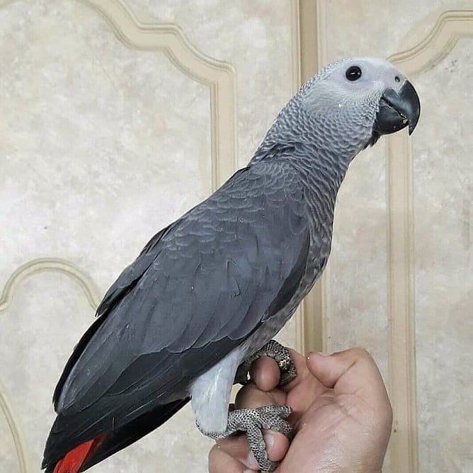 Baby African Grey Parrots Animals 2