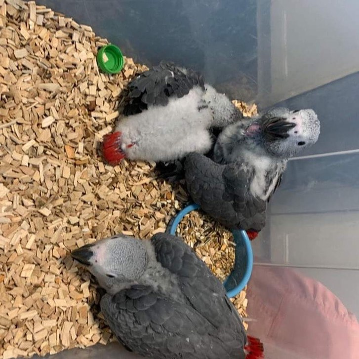 Baby African Grey Parrots Animals 3
