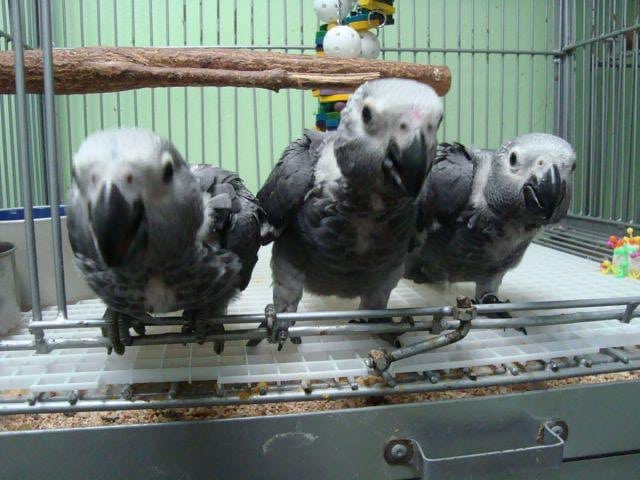 Baby African Grey Parrots Animals 4