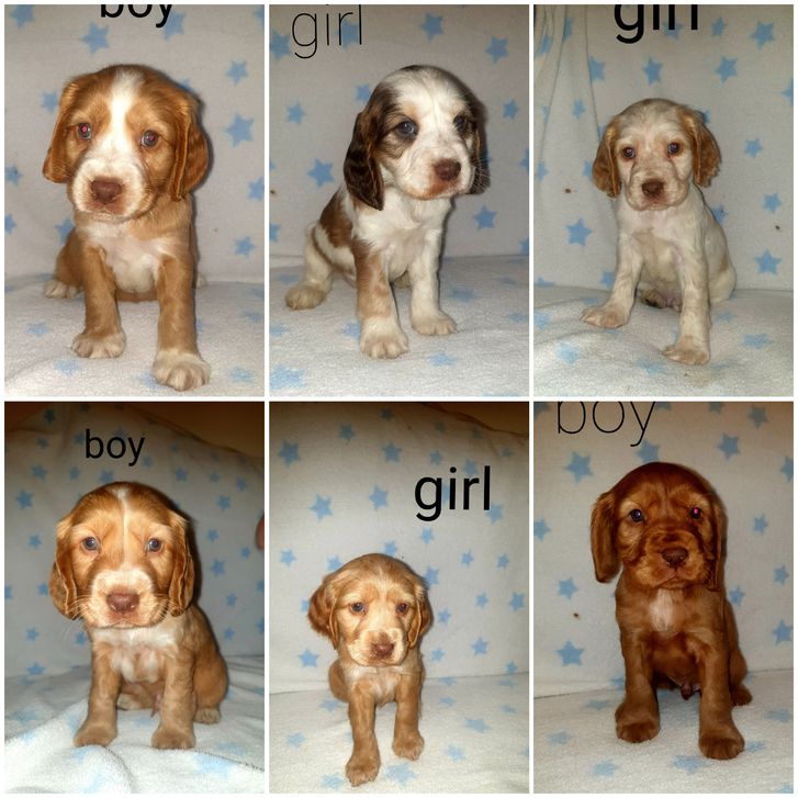 Beautiful  6 cocker spaniels  for sale Animals