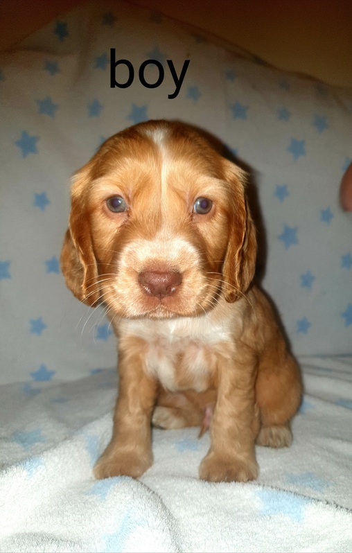 Beautiful  6 cocker spaniels  for sale Animals 2