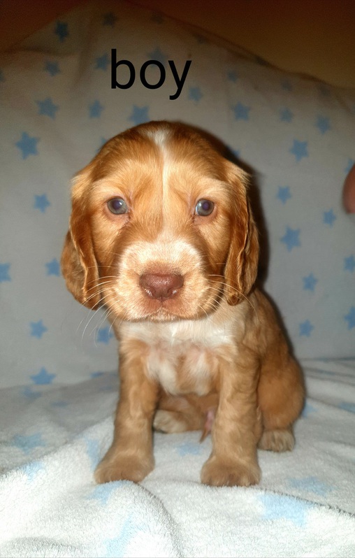 Beautiful 6 cocker spaniels for sale 2 Beautiful 6 cocker spaniels for sale Animals 2