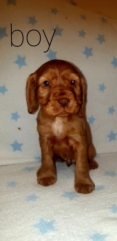 Beautiful 6 cocker spaniels for sale 3 Beautiful 6 cocker spaniels for sale Animals 3