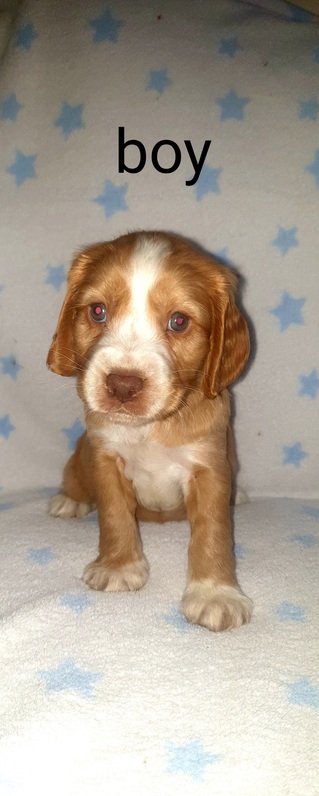 Beautiful 6 cocker spaniels for sale 4 Beautiful 6 cocker spaniels for sale Animals 4