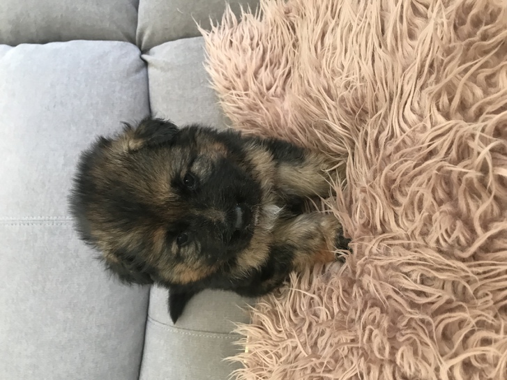 Beautiful German shepherd puppy for sale  Animals