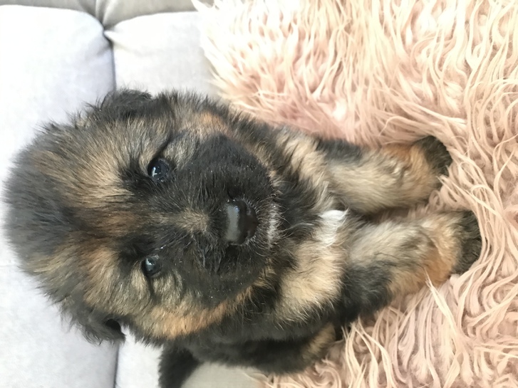 Beautiful German shepherd puppy for sale  Animals 2