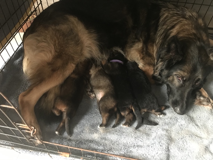 Beautiful German shepherd puppy for sale  Animals 4